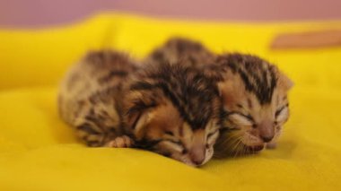 Sarı arka planda henüz gözlerini açmamış iki yeni doğmuş kedi yavrusu var. Yumuşak, doğal, şekerleme, hayvan.