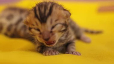 Henüz gözlerini açmamış iki sevimli kedi yavrusunun yüzünü kapatın. Yeni doğan, kabarık, doğal, şekerleme, hayvan.