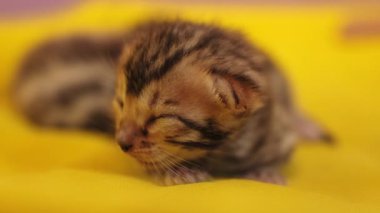 Henüz gözlerini açmamış yeni doğmuş şirin kedi yüzlü. Yumuşak, doğal, şekerleme, hayvan.