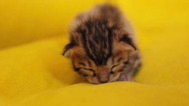 Henüz gözlerini açmamış sevimli kedi yavrularının yüzünü kapat. Yeni doğmuş, tüylü, doğal, şekerleme, hayvan. Sarı arkaplan