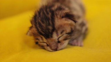 Henüz gözlerini açmamış ön yüzünün portresi. Yeni doğmuş, tüylü, doğal, şekerleme, hayvan. Sarı arkaplan