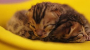 Henüz gözlerini açmamış iki kedi yavrusu. Yeni doğmuş, tüylü, doğal, şekerleme, hayvan. Sarı arkaplan