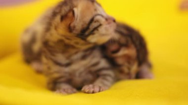 Henüz gözlerini açmamış iki kedi yavrusunun yüzünü kapatın. Yeni doğmuş, tüylü, doğal, şekerleme, hayvan. Sarı arkaplan