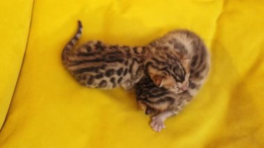 İki yavru kedinin üst görüntüsü henüz açılmadı. Yeni doğmuş, tüylü, doğal, şekerleme, hayvan. Sarı arkaplan