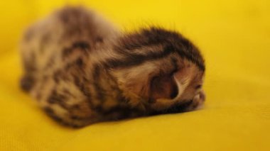 Makro, kedicikleri henüz gözlerini açmamış olan ön yüzünden vurdu. Yeni doğmuş, tüylü, doğal, şekerleme, hayvan. Sarı arkaplan