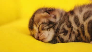 Sevimli çekici kediler henüz gözlerini açmadı. Yeni doğmuş, tüylü, doğal, şekerleme, hayvan. Sarı arkaplan