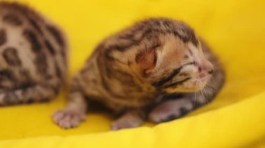 Henüz gözlerini açmamış yeni doğmuş şirin kedi yüzlü. Yumuşak, doğal, şekerleme, hayvan