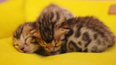 İki kedi yavrusunun henüz gözlerini açmamış olması komik. Yeni doğmuş, tüylü, doğal, şekerleme, hayvan. Sarı arkaplan