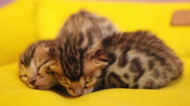 Yavru kediler henüz gözlerini açmamışlar..