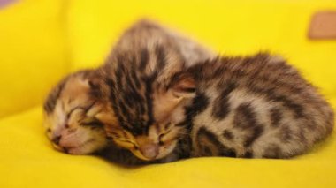 Uykulu iki kedi yavrusu henüz gözlerini açmamış. Yeni doğmuş, tüylü, doğal, şekerleme, hayvan. Sarı arkaplan