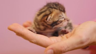Küçük çizgili kedi yavrusu kadın ellerinde yatıyor. Sevimli yeni doğmuş kedi. Henüz gözlerini açmadı. Pembe arka planda