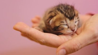 Şirin çizgili kedi yavrusu kadın ellerinde yatıyor. Sevimli yeni doğmuş kedi. Henüz gözlerini açmadı. Pembe arka planda