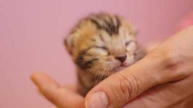 Güzel çizgili kedi yavrusu kadın ellerinde yatıyor. Sevimli yeni doğmuş kedi. Henüz gözlerini açmadı. Pembe arka planda