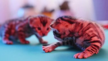 Sevimli yeni doğmuş kedi yavrularının ilk durağan adımlarını atarak ilginç ifadelerini vurguladıkları bir yakın çekim.