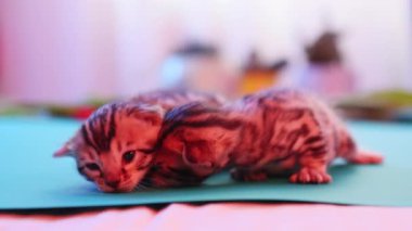 İki sevimli kedi yavrusu şakalaşıp oynaşıyor. Çekici ve eğlenceli doğalarını sergiliyorlar.