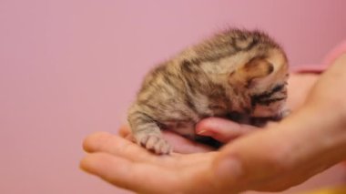 Komik çizgili kedi yavrusu kadın ellerinde yatıyor. Sevimli yeni doğmuş kedi. Henüz gözlerini açmadı. Pembe arka planda