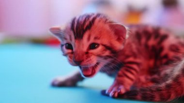 Sevimli bir Bengal kedisi, merakla ve neşe içinde çevresini keşfediyor.