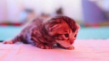 Küçük, çizgili bir kedi yavrusu ilginç bir şekilde çevresine bakıyor, yeni hayatın basit zevklerini sergiliyor.