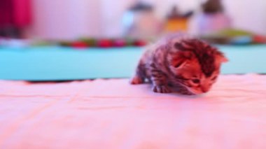 Neşeli bir Bengal kedisi etrafındakileri coşkuyla araştırır. Sonsuz merak ve inkar edilemez bir cazibeyle.