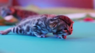 Meraklı, küçük bir kedi yavrusu neşeli doğasını, cazibesini ve neşesini sergileyerek renkli bir yüzeyi keşfeder.