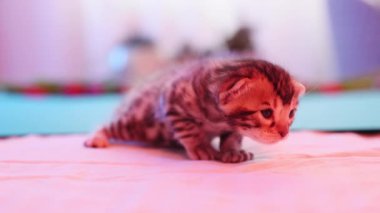 Gerçekten sevimli küçük bir kedi yavrusu ilginç bir şekilde her yerde parlak, canlı ve renkli bir ortam keşfediyor.