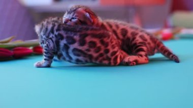 İnanılmaz derecede sevimli ve benekli iki kedi yavrusu rengarenk bir arka planda birbirleriyle şakalaşıyorlar.