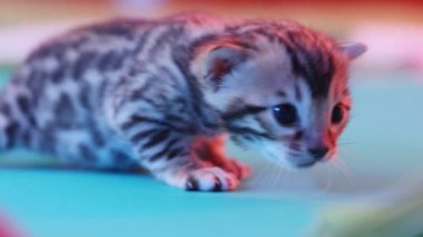 Meraklı bir Bengal kedisi, parlak ve meraklı gözleriyle nazikçe çevresini keşfediyor.