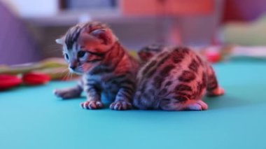 Sevimli küçük Bengal kedileri neşeli bir şekilde neşeli bir yüzey keşfediyor yumuşak ve eğlenceli bir merakla