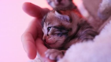 1 aylık Bengal kedilerini tutan dişi bir el. Şirin, komik ev hayvanları kokluyor ve yalıyor. Hayvan bakımı konsepti.