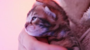 Küçük Bengal kedilerini tutan dişi bir el. Şirin, komik ev hayvanları kokluyor ve yalıyor. Sevimli evcil hayvan kavramı.