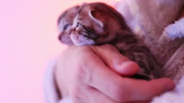 Bengal kedilerinin uyuklamalarının hoş bir görüntüsü. Yeni doğmuş küçük kedicik kadınların parmaklarını yalıyor. Hayvan bakımı konsepti.