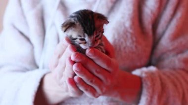 Kadın kollarında oturan küçük kedi yavrusunun portresi. Genç, şirin Bengal kedisi etrafa bakıyor. Hayvan bakımı konsepti.