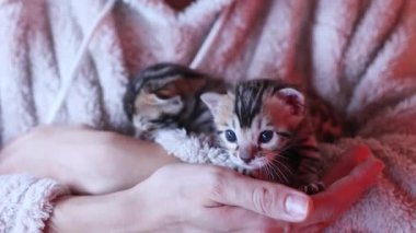 Bengal kedilerinin uyuklamalarının hoş bir görüntüsü. Yeni doğmuş küçük kedicik kadınların kollarında oturan ilginç bir şey görüyor. Hayvan bakımı konsepti.