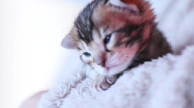 Dişilerin küçük Bengal kedi yavrusunu elle okşaması. Şirin, komik ev hayvanı portresi. Sevimli evcil hayvan kavramı.