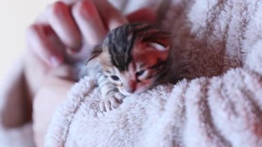 Bir dişi, Bengal 'li bir kediyi okşuyor. Sevimli, komik evcil hayvan uykusu. Hayvan bakımı konsepti.