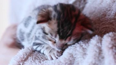 Bir aylık Bengal kedisini elinde tutan bir kadının resmi. Sevimli komik ev hayvanı koklama ve yalama. Hayvan bakımı konsepti.