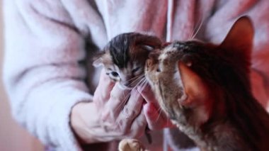 1 aylık Bengal kedisi annesini arıyor. Kadınların kollarında oturan sevimli küçük bir kedi. Hayvan bağlantısı ve güveni.
