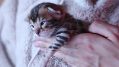 Küçük Bengal kedi yavrusunu tutan bir dişinin elini yakın plan. Kedileri severim. Evcil hayvanlar ve insan ilişkileri ve güveni.