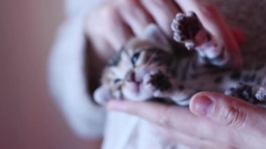 Kadın elleri, sevimli, rahat kedisini okşuyor. Kadınların kollarında oturan sevimli küçük bir kedi. Kedileri severim. Evcil hayvanlar ve insan ilişkileri ve güveni.