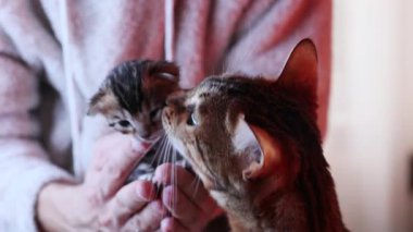 Anne Bengal kedisini kokluyor. Kadınların kollarında oturan sevimli bir kedi yavrusu. Hayvan bağlantısı ve güveni.