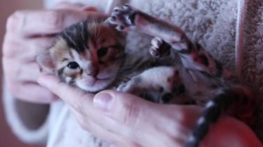 Kadın elleri küçük, rahat kedisini okşuyor. Kadınların kollarında oturan sevimli küçük bir kedi. Kedileri severim. Evcil hayvanlar ve insan ilişkileri ve güveni.