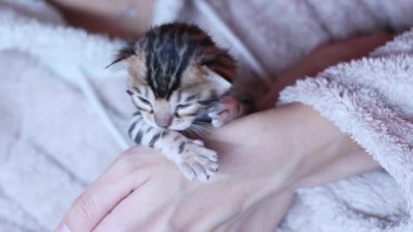 Küçük Bengal kedi yavrusunu tutan bir dişinin elini yakın plan. Evcil hayvanın pençesini yalıyor. Evcil hayvanlar ve insan ilişkileri ve güveni.