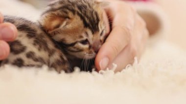 Küçük çizgili kedi yavrusu yatakta uzanıyor. Kadın elleri kediyle oynuyor. Sevimli yeni doğmuş kedi. İçeride. Pati. Yavaş çekim
