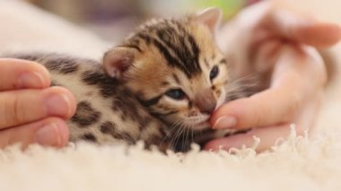 Çekici, çizgili küçük kedi yavrusu yatakta uzanıyor. Kadın elleri kediyle oynuyor. Sevimli yeni doğmuş kedi. İçeride. Pati. Yavaş çekim