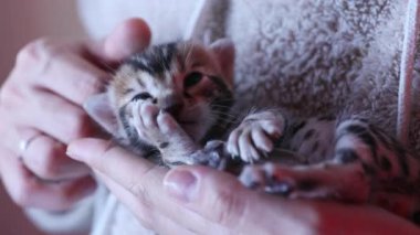Bir dişi, Bengal 'li bir kediyi okşuyor. Sevimli, komik ev hayvanı pençesini yalıyor. Hayvan bakımı konsepti.