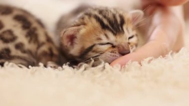 Kapalı çizgili komik kedi yavrusu yatakta uzanıyor kadın elleri kediyle oynuyor. Sevimli yeni doğmuş kedi. İçeride. Pati. Yavaş çekim