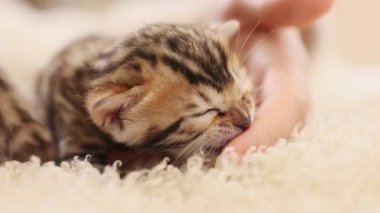 Çekici, komik, çizgili kedi yavrusu kadının ellerinde kediyle oynuyor. Sevimli yeni doğmuş kedi. İçeride. Pati. Yavaş çekim