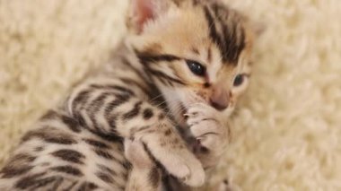 Küçük sevimli kedi, halıların üzerinde uzanan pençelerini yalıyor. Çizgili kedi yavrusu, şirin yeni doğmuş kedi. İçeride. Pati. Yavaş çekim