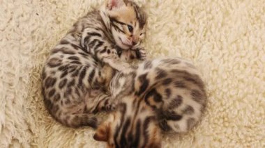 İki çizgili yavru kedinin halıda birlikte oynamalarının en üst görüntüsü. Sağlıklı, sevimli evcil kediler. Yeni doğmuş. Yavaş çekim