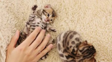 Çekici, komik, çizgili kedilerin portresi. Kadın eli, kedilerle oynuyor. Yeni doğmuş şirin bir bebek. İçeride. Pati. Yavaş çekim